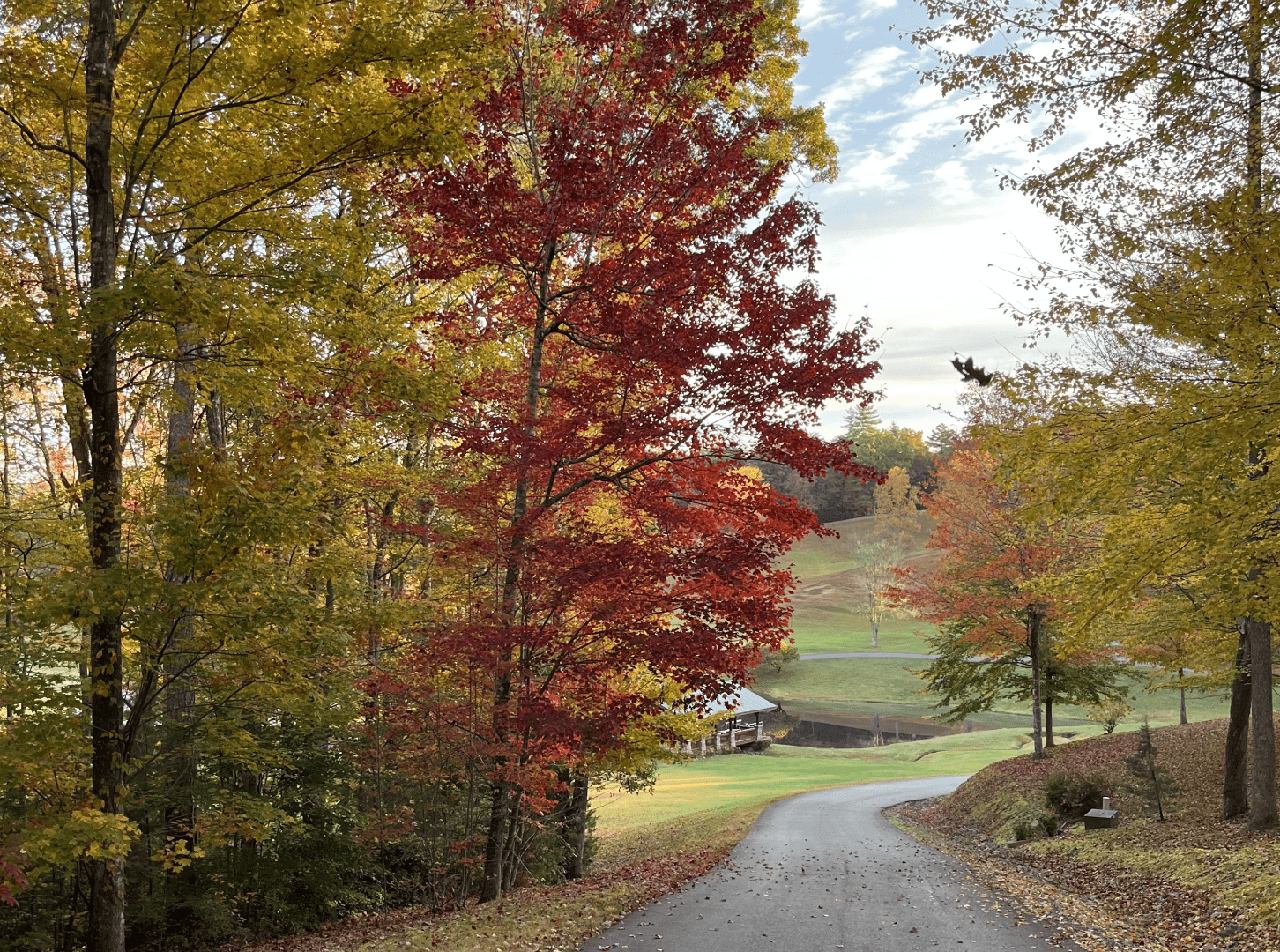 a road with trees a road with trees